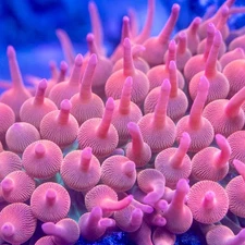 4"+  Aquacultured Rainbow Bubble Tip Anemone