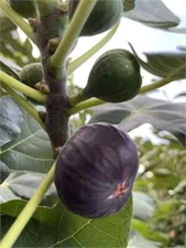 Dark Portuguese Cutting, At Least 3 Nodes and Over 8 Inches Long