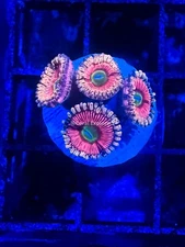 CE- WYSIWYG Golden Panther  Zoa Zoanthid Frag Live Coral LPS SPS #R1GI18