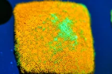 Corals of Eden ~ WYSIWYG Live Coral Frag ~ Watermelon Pssammocora ~ LPS ~ SPS