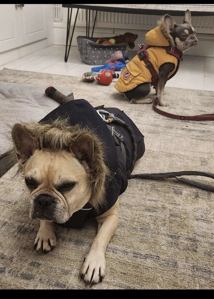 Designer Dog Coat Canada Goose Style Dog Coat Jacket Luxury Dog Coat - Image 4 of 4