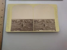 Dalrymple Farm Wheat Harvest North Dakota Territory F.J. Haynes Stereoview Photo