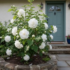 50 White Hibiscus Seeds   Double Blooms for Elegant Summer Garden Shrubs