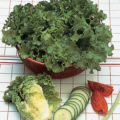 Green Ice Loose Leaf Lettuce 500 - 5000 Seeds crisp & savoyed leaves 50 days! - Picture 3 of 3
