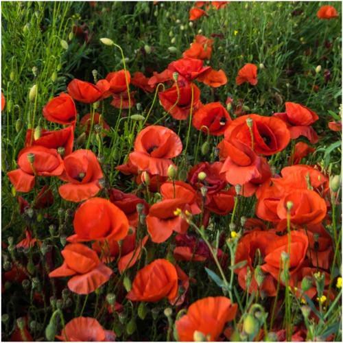 package of 10,000 seeds, corn poppy seeds / red poppy (papaver