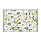Native Wildflowers of New Hampshire Flower Identification Poster / Flower Guide