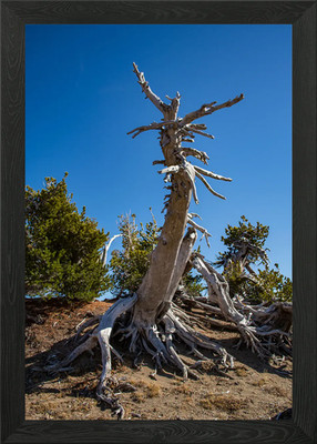 Krater See Baum gerahmtes Wandbild Poster Leinwanddruck Bild