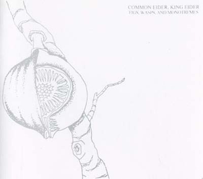 COMMON EIDER, KING EIDER - Figs, Wasps, And Monotremes