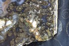 Big Diggins Slab -  148 Grams -  Cab - Crafts - Display - Large ! — photo 6