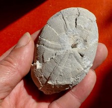 OURSIN FOSSILE ÉOCÈNE DU PAYS-BASQUE , ECHINOLAMPAS