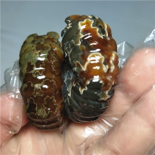 105g Ammonite specimens of natural conch from "goat's horn" of Madagascar L811 - Picture 4 of 12
