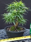 Gorgeous Mikawa Yatsubusa Japanese Maple Bonsai- SWEET Shohin Tree ! — photo 2