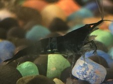 blue dream neocaridina shrimp 12x Live Freshawater Aquarium Fish