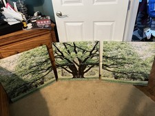 Large 3 Piece Printed Canvas Set - Tree 24 X 24 Wall Art Decor
