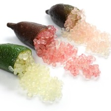 LIMONE CAVIALE Finger Lime Pianta Vaso 24 cm Agrume Frutta Caviale di agrumi