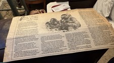 Assorted gorillas In Mist Ephemera