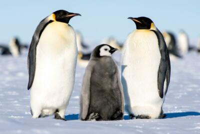 EMPEROR PENGUIN POSTER PICTURE PHOTO PRINT antarctica white belly tallest 4680