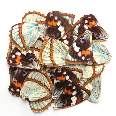 100Pcs Real Butterfly Wings DIY Jewelry Artwork Art Hand Craft Random Gift HV