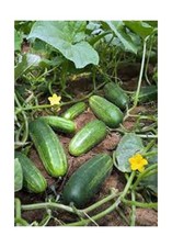 Cucumber, Marketer, Heirloom, 25 Seeds, Tasty, Great for Salads/Snacks