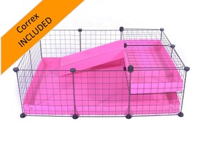 bull terrier training