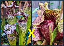 2025 SARRACENIA SEEDS: (ADRIAN SLACK X JUDITH HINDLE) X FAT ORNATE PURP