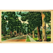 Postcard California Avenue Bordered with Eucalyptus Trees Linen