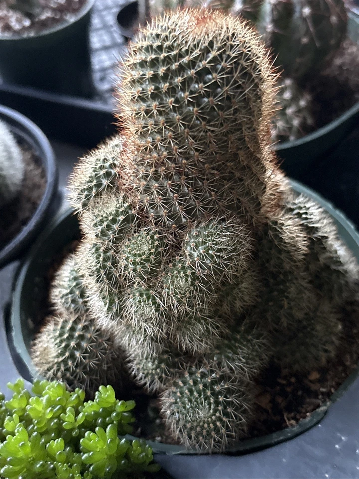 Rebutia Fulviseta Clumping Style / Rooted In 6 In Pot - Image 4 of 4