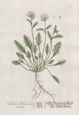 Löffelkraut Cochlearia scurvy-grass botany Blackwell Kräuterbuch engraving