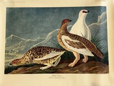 VTG John James Audubon "Rock Grouse" Vintage Hoffmann-La Roche Print, Plate 1837