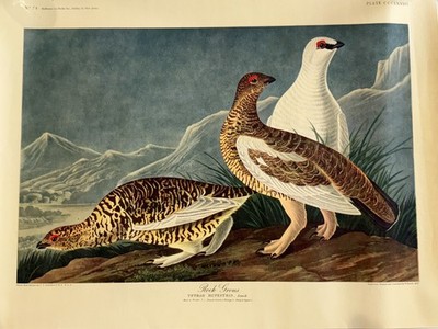 VTG John James Audubon ''Rock Grouse'' Vintage Hoffmann-La Roche Print, Plate 1837