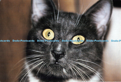 R519361 Katze NSAL PDSA arbeitet zusammen zum Schutz und zur Pflege benachteiligter Haustiere W