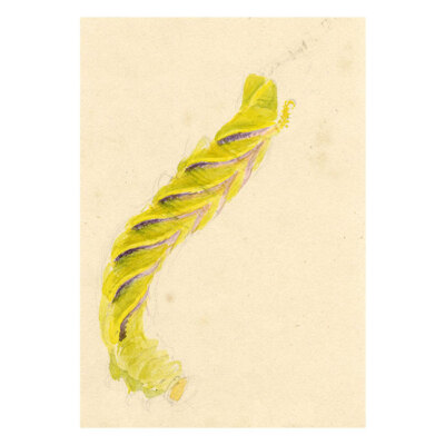 Madeira Insel Todeskopf Falkenmottenraupe Aquarell Gemälde 1862