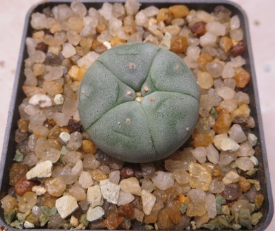 cactus    Paloma  own root