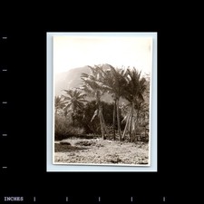 Old Vintage Photo ISLAND PALM TREES LANDSCAPE