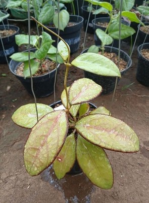Hoya Hybrid Sp Tanggamus Round Leaf Rare Tropical Indor Outdor Wax Plant Price