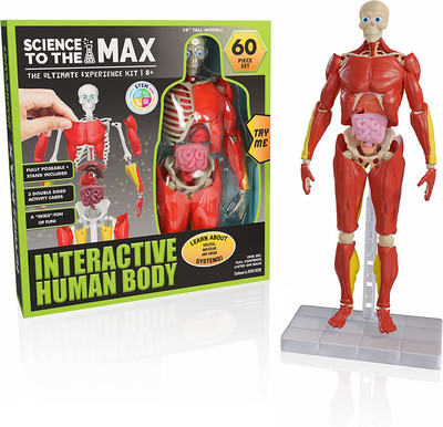 Interactive Human Body - 60 Piece Fully Poseable Anatomy Figure   14  Tall Model