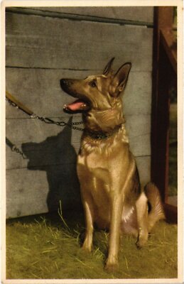 CPA AK German Shepherd DOGS (1387696)