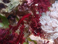 Red Fern Macro Algae for Saltwater Aquariums and Refugiums