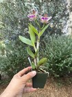 Spotted Cattleya - Slc. Terry’s Spots - 11634 — photo 5