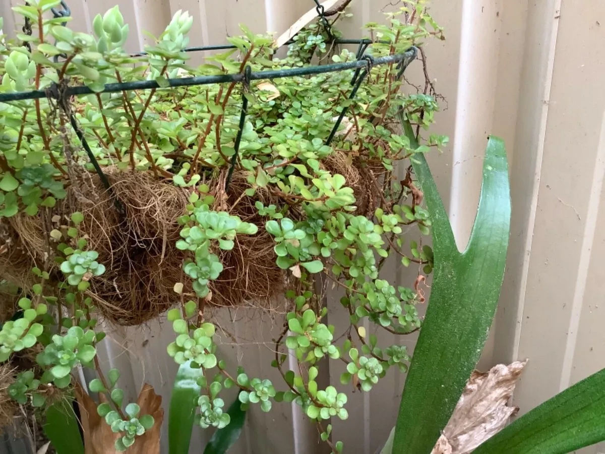20+ Hanging Succulent Plants