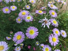 10 Chrysanthemum Plug Plant Garden Flowers Purple Rusty Bushes Bare