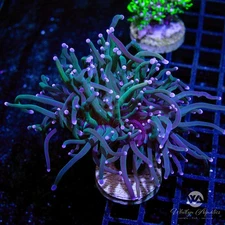 (M9) WA Skeletor Torch - WYSIWYG Live Coral Frag