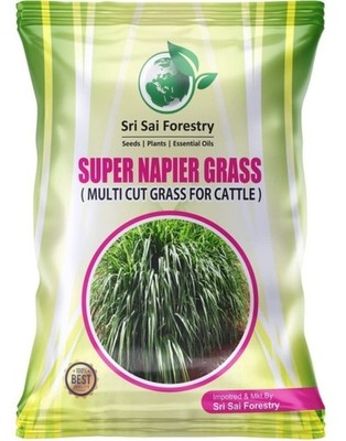Super Napier Grass Seeds High Yield, Multi Cut Grass for Cow and Goat (100G)