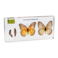 Life Cycle of Common Insect Specimen, Resin Collection Science Toys for Aged ...