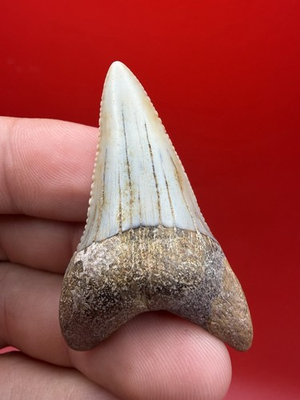 #ad CHILEAN GREAT WHITE SHARK TOOTH FOSSIL 2.03” RESTORED $229.99