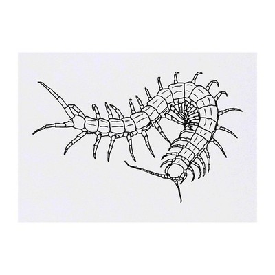 Temporäre Tattoos / Transfers ''Tausendfüßler'' (TO00037860)