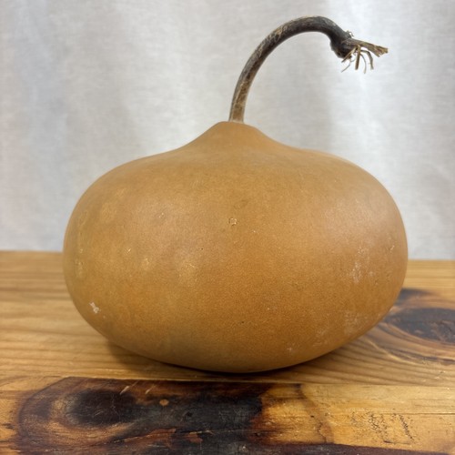 Decorative Clean Dried Gourd Large, Round Primitive Folk Fall Farmhouse 8" x 8"