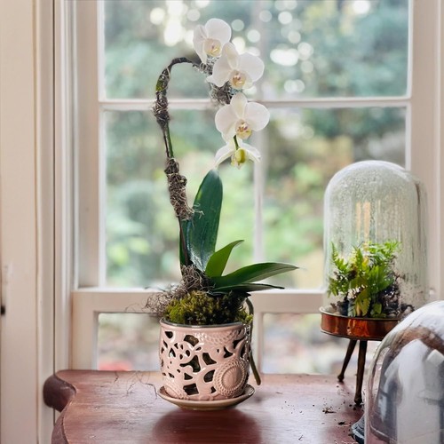 Breathable Ceramic Orchid Pot with Drainage & Saucer - Perfect for Indoor Blooms - Picture 10 of 11