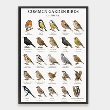 UK Garden Birds Identification Print Educational Wildlife Wall Decor A4