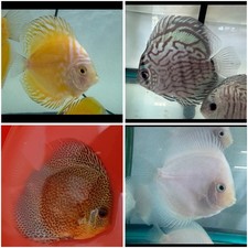 Pack of 4 Live Discus Fish 3.75" - 4" Vibrant Aquarium Fish Overnight Ship